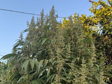Verkaufen: Mac v2 pheno #8
