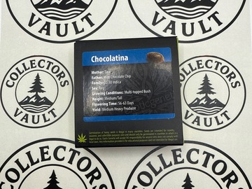 Vente: Exotic Genetix: Chocolatina