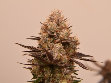 Sale: Queen of Dragons F1- 12 Regs