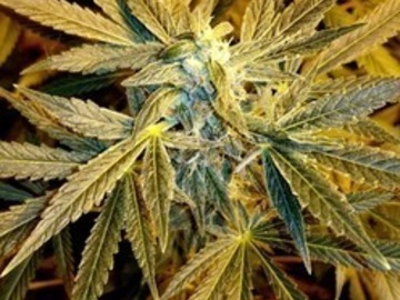 Verkaufen: Savage Sunrise (Chocolate Thai x Panama) - 12 Regs