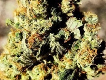 Verkaufen: Lemon Lights (Northern Lights #5 x Lemon Skunk) - 12 Regs