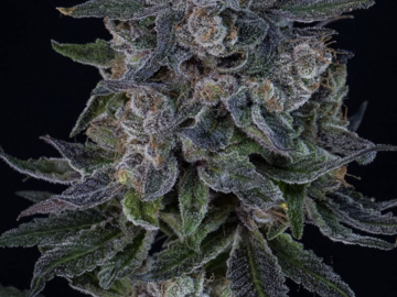 Verkaufen: Alien Genetics - Bananas & Blow