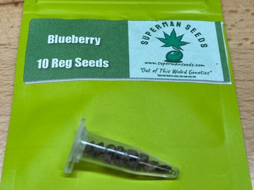 Sale: Blueberry