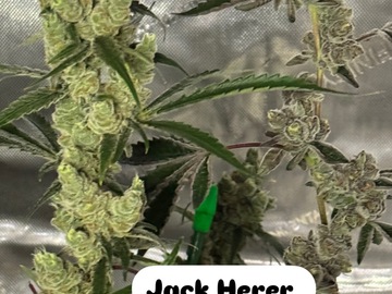 Venta: Any 3 Clones - Mix & Match