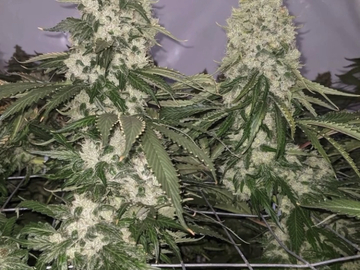 Vente: Chemma Lab Gas Drawls V1