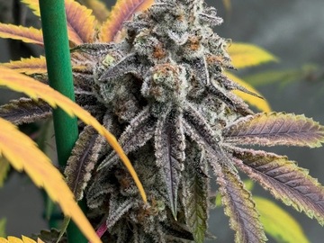 Vente: Any 6 Clones - Mix & Match