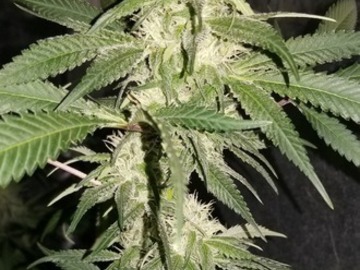 Venta: Jamaican Jam (Jamaican x DJ Short Blueberry) - 12 Regs