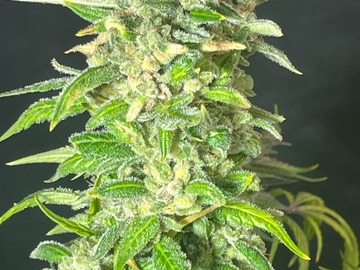Sale: Double Grape x Iced Gushers (Feminized Autoflower 50pack)