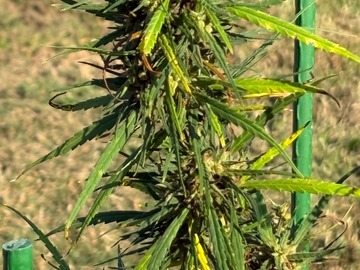 Verkaufen: Super Swazi Haze