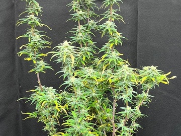 Vente: Nick's Purple Haze/Malawi