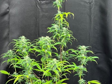 Verkaufen: Nick's Super Silver Haze
