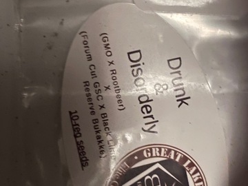 Vente: Drunk and Disorderly - Bad Dawg Genetics