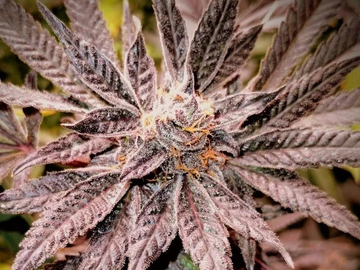 Vente: Granddaddy Purple Heirloom Original!!!