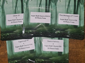 Vente: Super Buff Cherry #26 Crosses - 10+ PHOTO FEMS