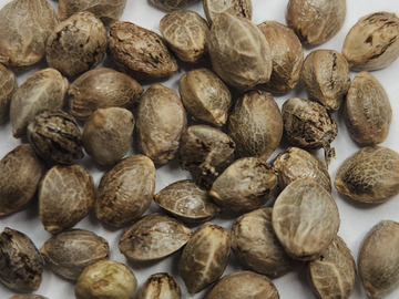Vente: 10 FEMINIZED WHITE WIDOW SEEDS