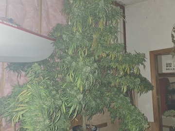 Venta: Gorilla-47 Photo Period Regular Seeds 13pk