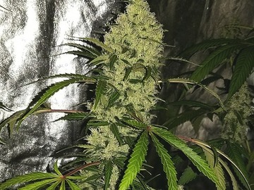 Auktion: MTF aka Matanuska Thunder Fuck - Auction