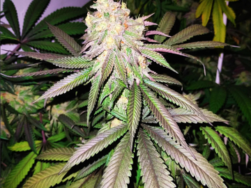 Vente: Pineapple Express! Original Heirloom Cut