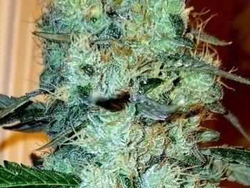Sale: Martian Mean Green - Clone