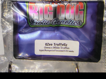 Venta: OZee Truffellz from Big Dog Genetics