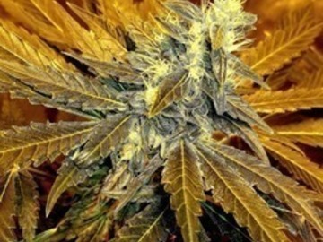 Auktion: Chocolate Thai RX - Auction