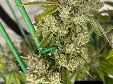 Venta: Gorilla Glue #4