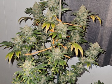 Venta: Corndog Walker (Dogwalker OG x Cheddar Skunk 11)