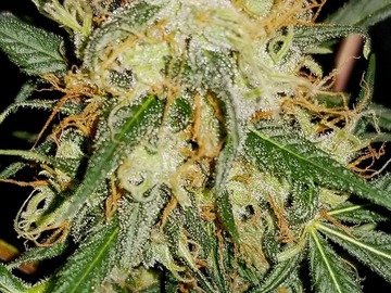 Auktion: Bubbas Breath RX - Auction