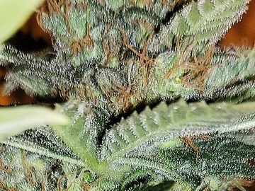Auktion: Deep Dessert (Deep Chunk x Bubblegum x Pink Cookies) - Auction