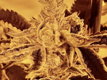 Vente: Frozen Gary #97 (Mainely Organics)