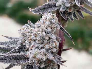 Vente: Winter Sunset (ReeferMattness cut)