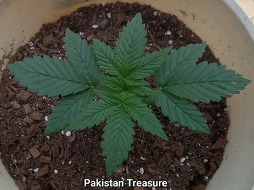 Verkaufen: Pakistan Treasure