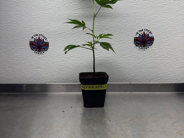 Sale: Skywalker OG