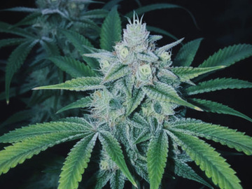 Verkaufen: Tampa Dreamin’ (Dream Wash hybrid)