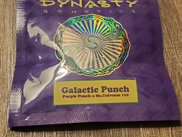 Vente: Dynasty Seeds Galactic Punch (Purple punch x ms universe 10)