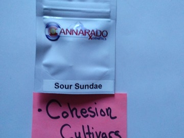 Verkaufen: Sour Sundae Cannarado genetics