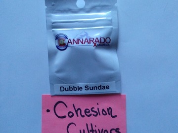 Vente: Dubble Sundae Cannarado Genetics
