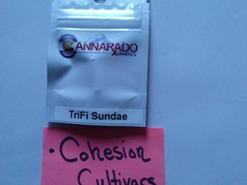 Sale: Trifi Sundae Cannarado Genetics
