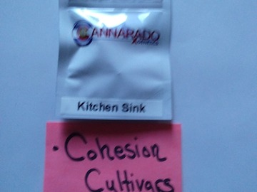 Vente: Kitchen Sink Cannarado Genetics