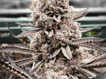 Vente: Aloha Sugar aka John Truffolta (Clone)