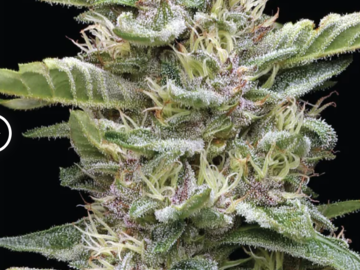 Vente: "GARLIC BUDDER" AUTO From Humboldt Seed  Co. (6 PACK + 1 FREE)