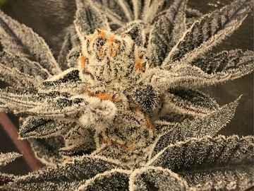 Sale: Miracle Butter (Peanut Butter Breath x MAC) - 12+ Regular Seeds