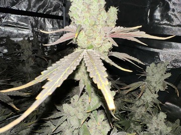 Sale: Paradox (GMO x MAC V2) - 12+ Regular Seeds