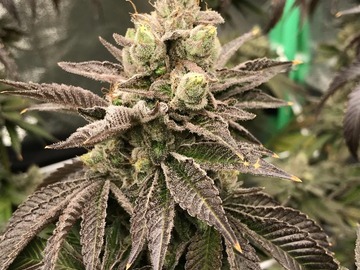 Sale: Tropic Nut Butter (Tropical Runtz x PBB F2) - 12+ Regular Seeds