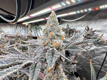 Sale: Garlic Butter (GMO x Peanut Butter Breath F2) - 12+ Regular Seeds