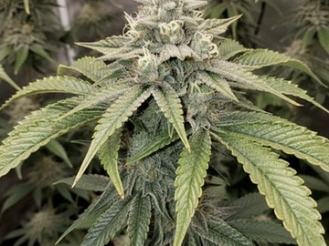 Vente: Chem #3 clone only (last batch released for good)