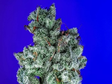 Vente: CopyCat Genetixx - GASTOPIA S1