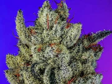Vente: CopyCat Genetixx - FULL FEM LINE - POISON DART FROG R1