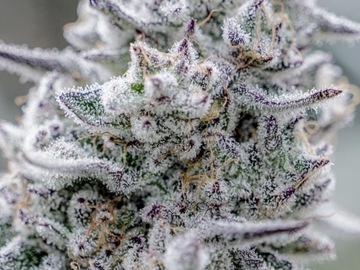 Sale: Aloha Sugar - Blockhead