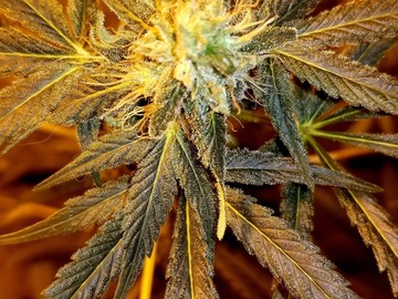 Auktion: White Honduras (Honduras x The White x P98 Bubba Kush) - Auction